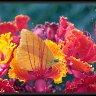 Sulfur Butterfly on Red and Yellow Flowers