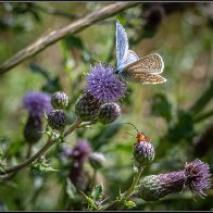 A beetle waves to his friend, the blue butterfly halved..jpg