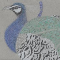 real final peacock.jpg