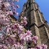 Magnolias in downtown Boston