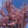 Cherry Tree