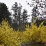 Forsythia bushes