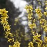 Forsythia branches