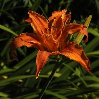 DSCN4525.JPG