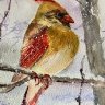 Bird Challenge - Small Colorful Birds