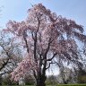 Cherry tree