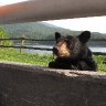 Fontana Cub