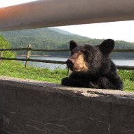 Fontana Cub.JPG