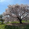 Cherry Tree
