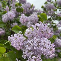 IMG_4975.JPG