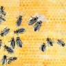 Bee Biene (in english: Bee Bee)