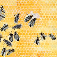 Bee Biene 02.JPG