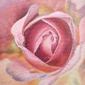 Pink Rose