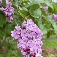 IMG_4990.JPG