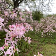 IMG_5046.JPG