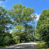 compressed-IMG_5539.jpg