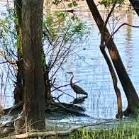 Hudson Heron.jpg