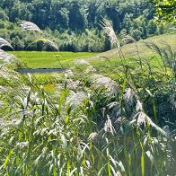 hidden meadow 1.jpg
