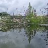 rhs water plants