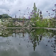 rhs water plants.jpg