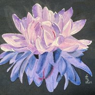 water lily with reflection.jpeg