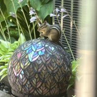 chipmunk on my patio.jpeg
