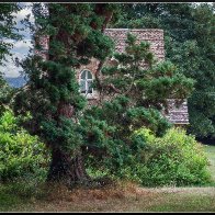 Pine tree and cottage halved..jpg