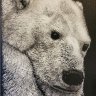 Pensive Polar Bear scratchboard:  JD Witt photo reference