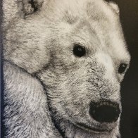 Pensive Polar Bear.jpg
