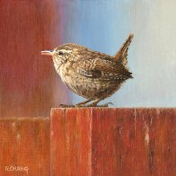 Red Hot Jenny Wren_S_web.jpg
