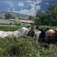 New cows 4 halved..jpg