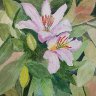 Pink Lilies