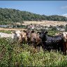 New cows 4.