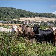 New cows 6 halved..jpg
