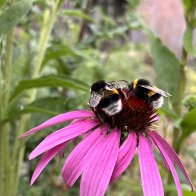 IMG_2526.jpeg