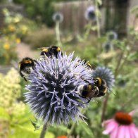 IMG_2524.jpeg