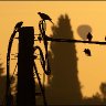 birds and balloon.