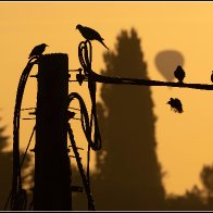 Birds and balloons 3 halved..jpg
