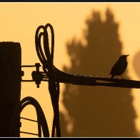 Starlings and balloon halved..jpg
