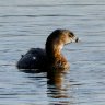Pied Billed Grebe