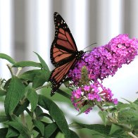 Butterfly8-4-25940.JPG