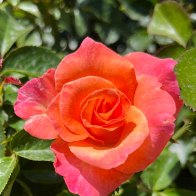 IMG_5995.JPG
