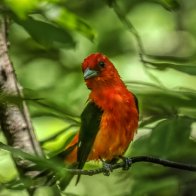 _W9A8053 Scarlet Tanager (2).jpg