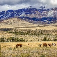 Horeses Grazing Cody WY 2023.jpg