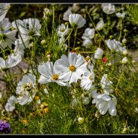 Beautiful white flowers 2.-1.jpg
