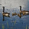 Canada Goose family
