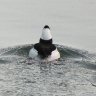 Bufflehead