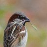 English sparrows