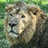 Raman, The New King Of Ljubljana's Zoo