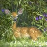 Whitetail Fawn